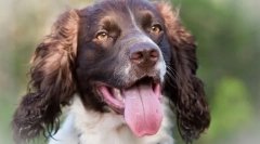 Francuski spaniel